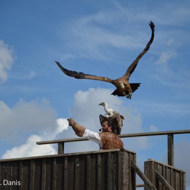Les Aigles des Remparts de Provins 2017