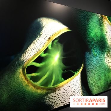 Les récifs Coralliens s'exposent à l'Aquarium de Paris