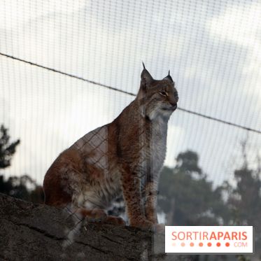 Zoo de Vincennes, Parc Zoologique de Paris 2017