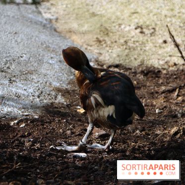 Zoo de Vincennes, Parc Zoologique de Paris 2017