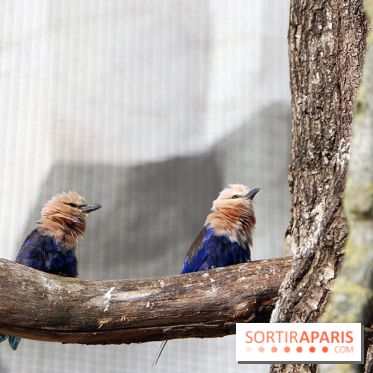 Zoo de Vincennes, Parc Zoologique de Paris 2017