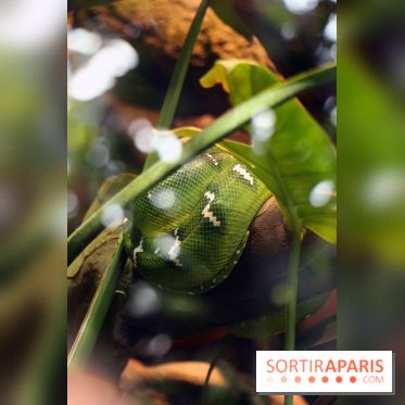 Zoo de Vincennes, Parc Zoologique de Paris 2017