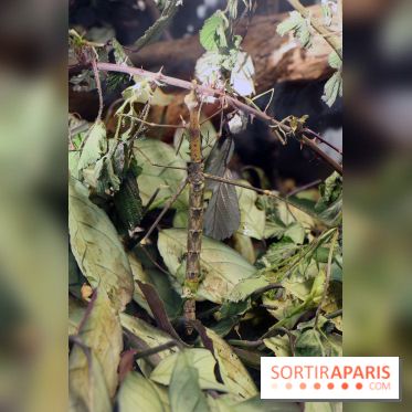 Zoo de Vincennes, Parc Zoologique de Paris 2017