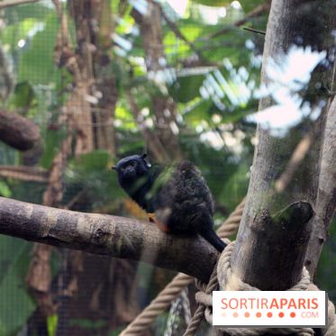 Zoo de Vincennes, Parc Zoologique de Paris 2017