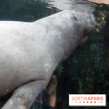 Zoo de Vincennes, Parc Zoologique de Paris 2017