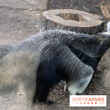 Zoo de Vincennes, Parc Zoologique de Paris 2017