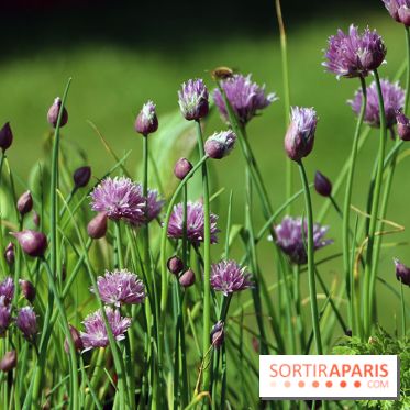 Jardins en Seine 2017