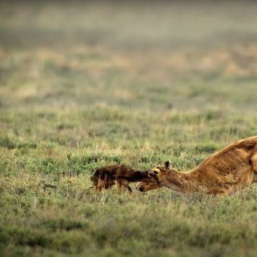 Notre monde vivant : le docu nature avec Cate Blanchett à découvrir sur Netflix