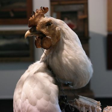 Gilbert Peyre - L'Electromécanomaniaque : l'exposition à la Halle Saint Pierre