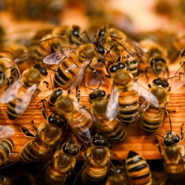 Ateliers d'initiation à l'apiculture durable aux Ruches Villette