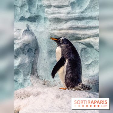 Neige et verglas : c'est quoi la posture du pingouin, pour éviter de tomber dans la rue ?