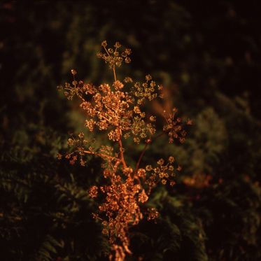 Delacroix et la Boixe, la conférence au Musée Delacroix