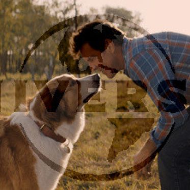 Mes autres vies de chien : la bande-annonce !