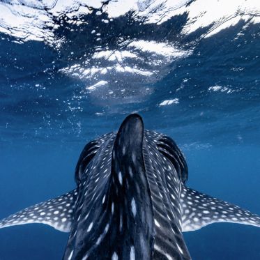 Exposition 1 Océan sur le parvis de la Gare de Lyon
