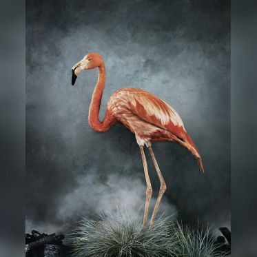 Australia Now 2021 : Phœnix, Rise from the Ashes, l'exposition de Vee Speers à la galerie XII