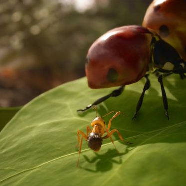Microids dévoile le jeu vidéo "Les Fourmis" inspiré du best-seller de Bernard Werber