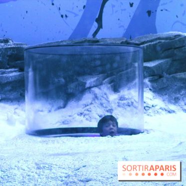 Les Manchots de l'Aquarium Sea Life