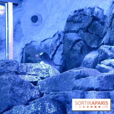 Les Manchots de l'Aquarium Sea Life