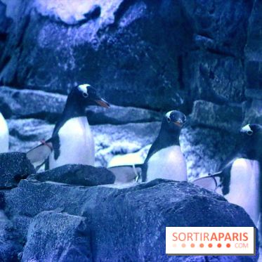 Les Manchots de l'Aquarium Sea Life