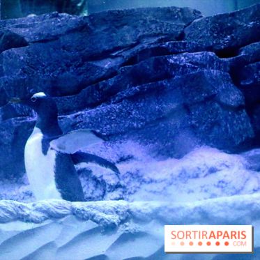 Les Manchots de l'Aquarium Sea Life