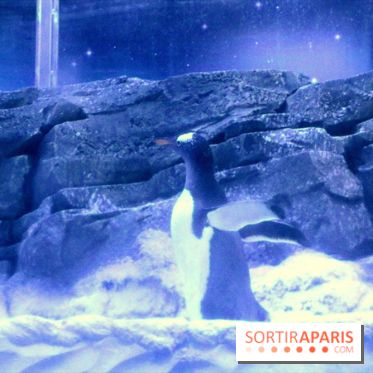 Les Manchots de l'Aquarium Sea Life