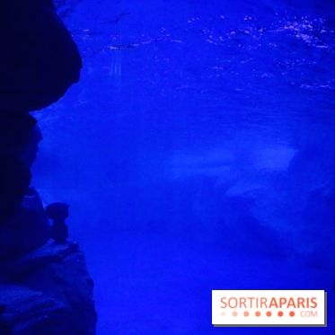 Les Manchots de l'Aquarium Sea Life