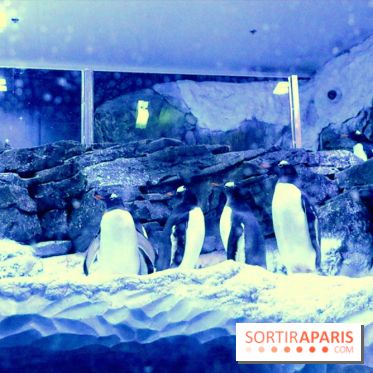Les Manchots de l'Aquarium Sea Life