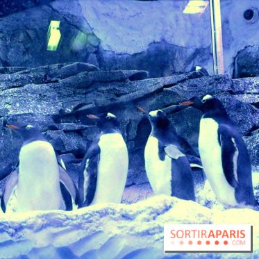 Les Manchots de l'Aquarium Sea Life