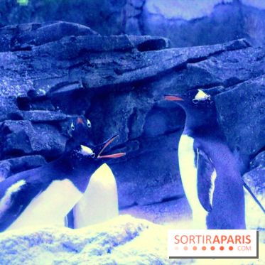 Les Manchots de l'Aquarium Sea Life