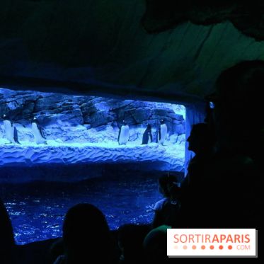 Les Manchots de l'Aquarium Sea Life