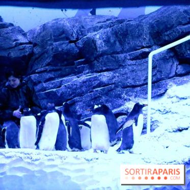 Les Manchots de l'Aquarium Sea Life