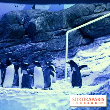 Les Manchots de l'Aquarium Sea Life