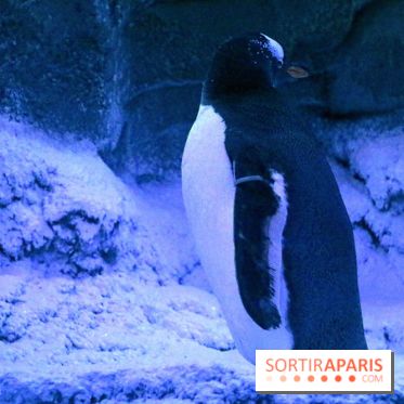 Les Manchots de l'Aquarium Sea Life