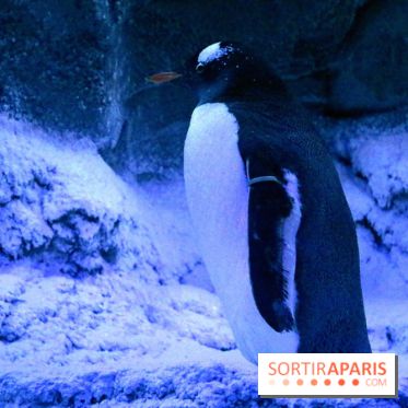 Les Manchots de l'Aquarium Sea Life