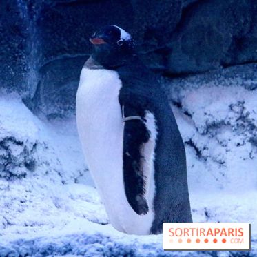 Les Manchots de l'Aquarium Sea Life