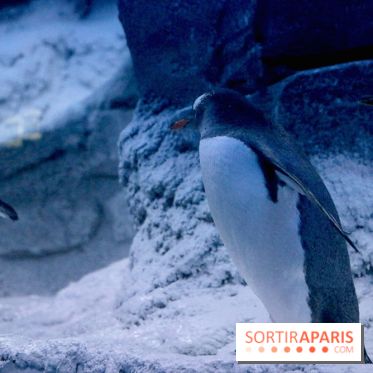 Les Manchots de l'Aquarium Sea Life