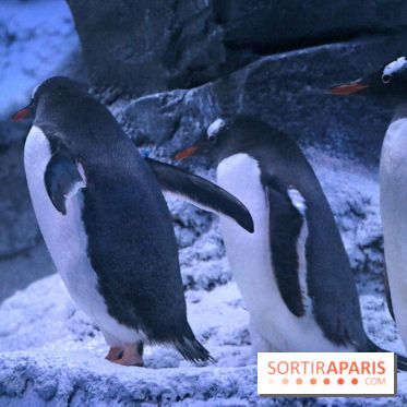 Les Manchots de l'Aquarium Sea Life