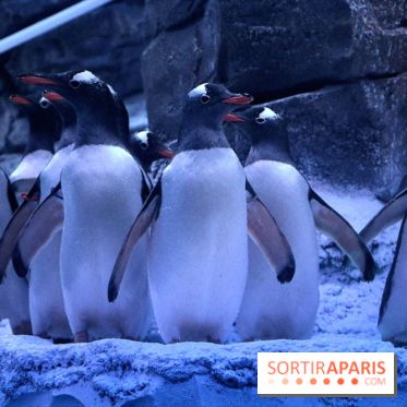 Les Manchots de l'Aquarium Sea Life