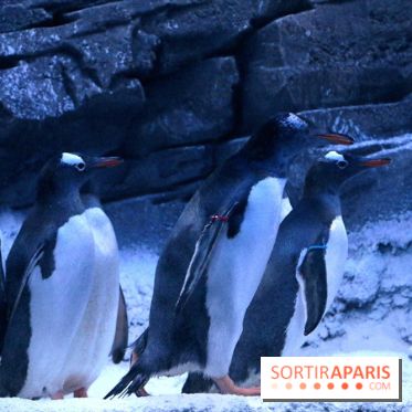 Les Manchots de l'Aquarium Sea Life