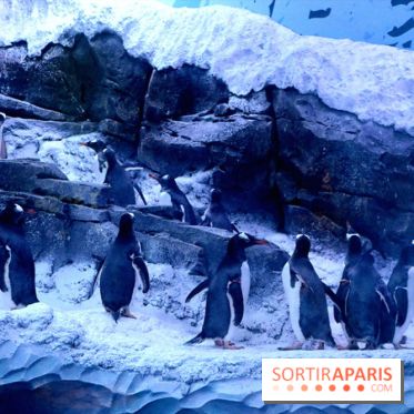Les Manchots de l'Aquarium Sea Life