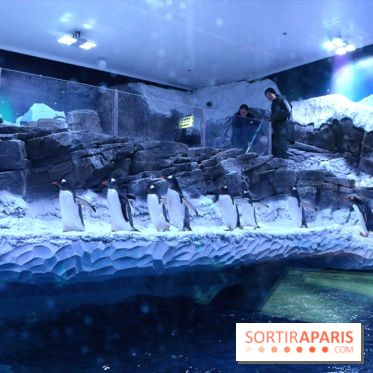 Les Manchots de l'Aquarium Sea Life