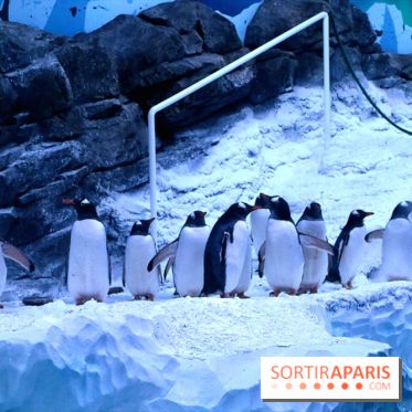 Les Manchots de l'Aquarium Sea Life
