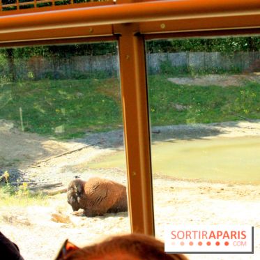 Camion Safari : une visite guidée dans les coulisses de Thoiry