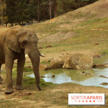 Camion Safari : une visite guidée dans les coulisses de Thoiry