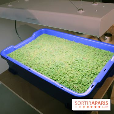 Agoramania, l'exposition gratuite du Maif Social Club