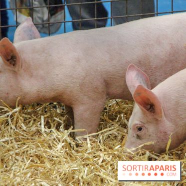 Salon de l'agriculture 2018