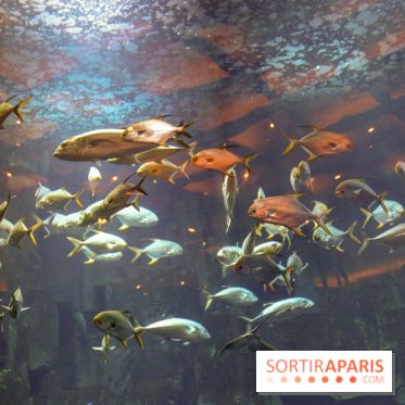 Les 60 ans de LEGO® à l'Aquarium de Paris