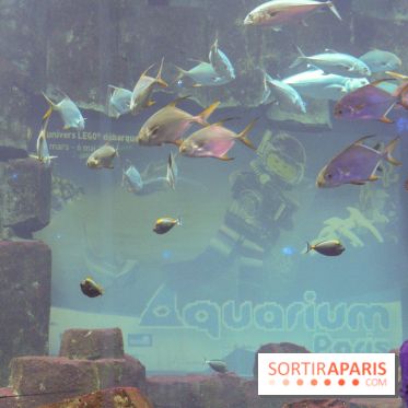 Les 60 ans de LEGO® à l'Aquarium de Paris