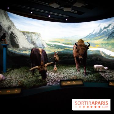 Exposition Néanderthal au Musée de l'Homme