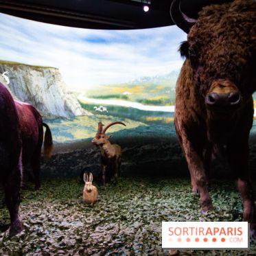 Exposition Néanderthal au Musée de l'Homme